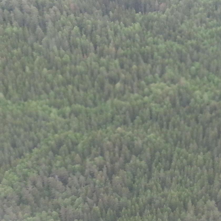 Skogbilde tatt fra fly