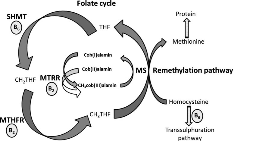 Folatsyklus, metyleringssyklus