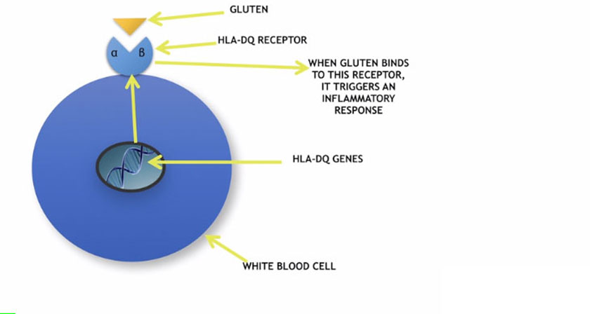 zonulin-gluten04