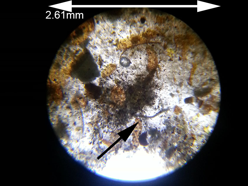 parasittrens-sommer2022-og-vinter2022-bilde22-parasitt-mikrobiologi-20221229_153809